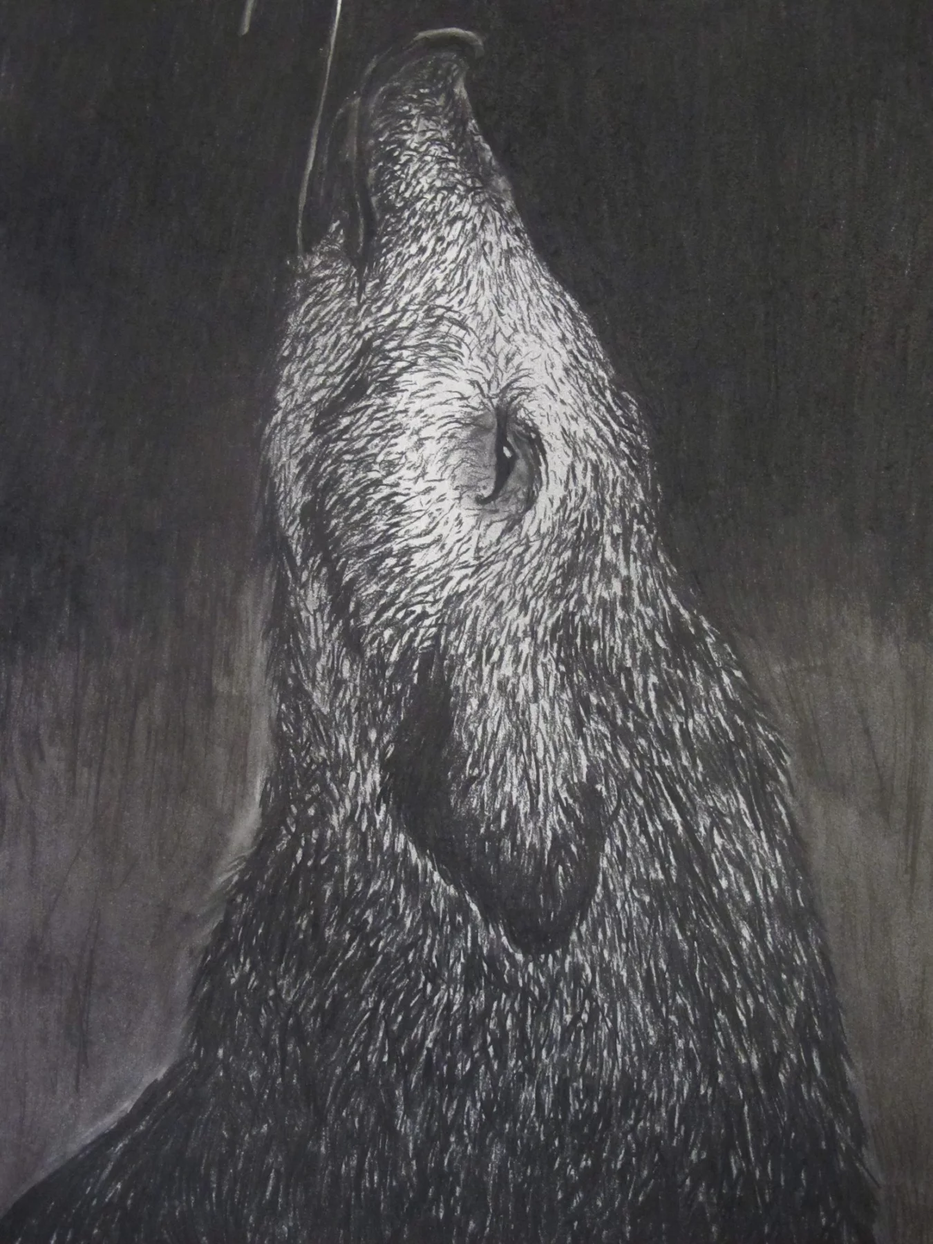 Human Nature, Fusain sur papier, 2019 — Julie Humbert