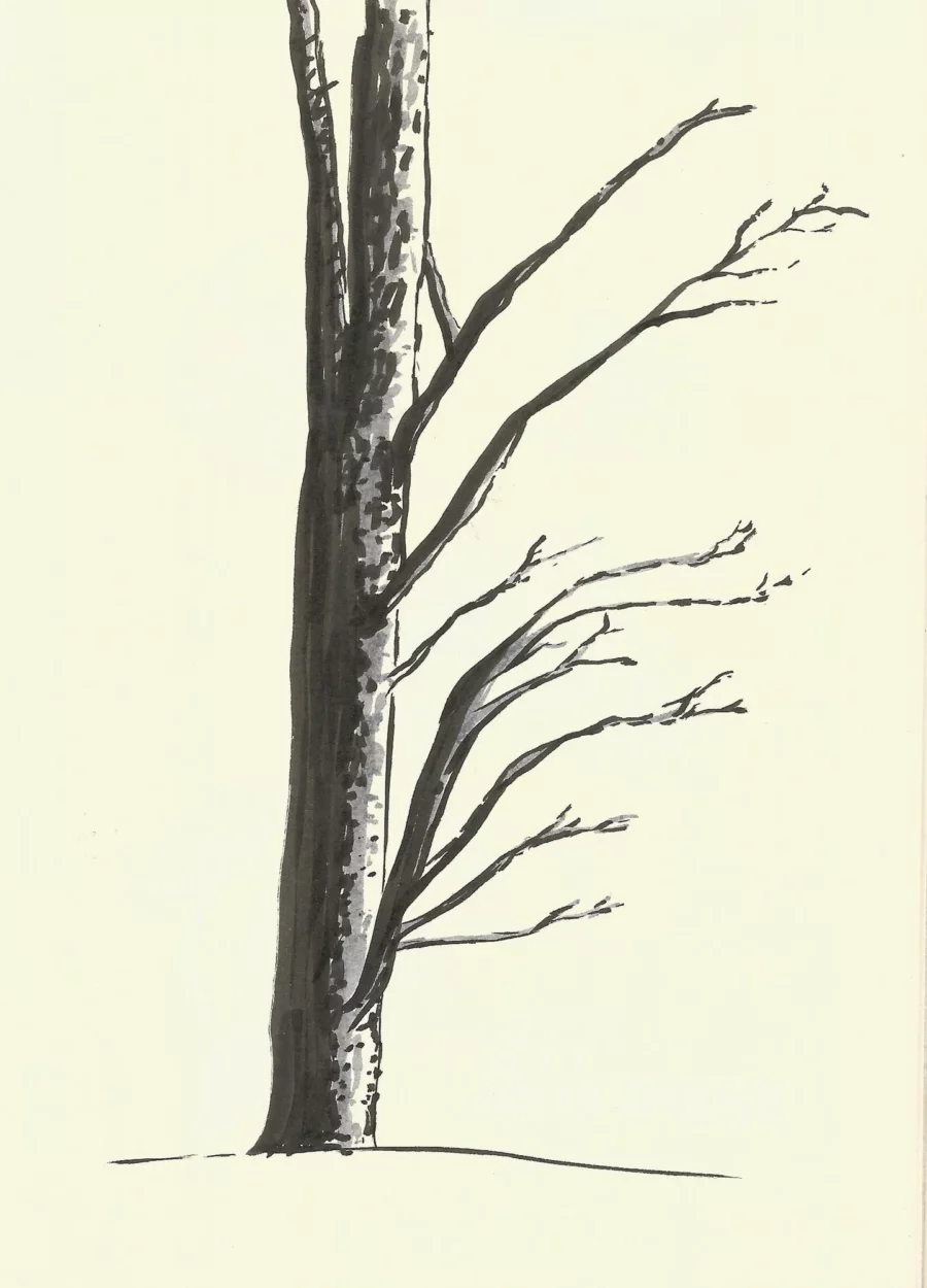 L’Arbre, Stylo et encre de Chine sur papier, 2020 — Julie Humbert - Artiste visuelle